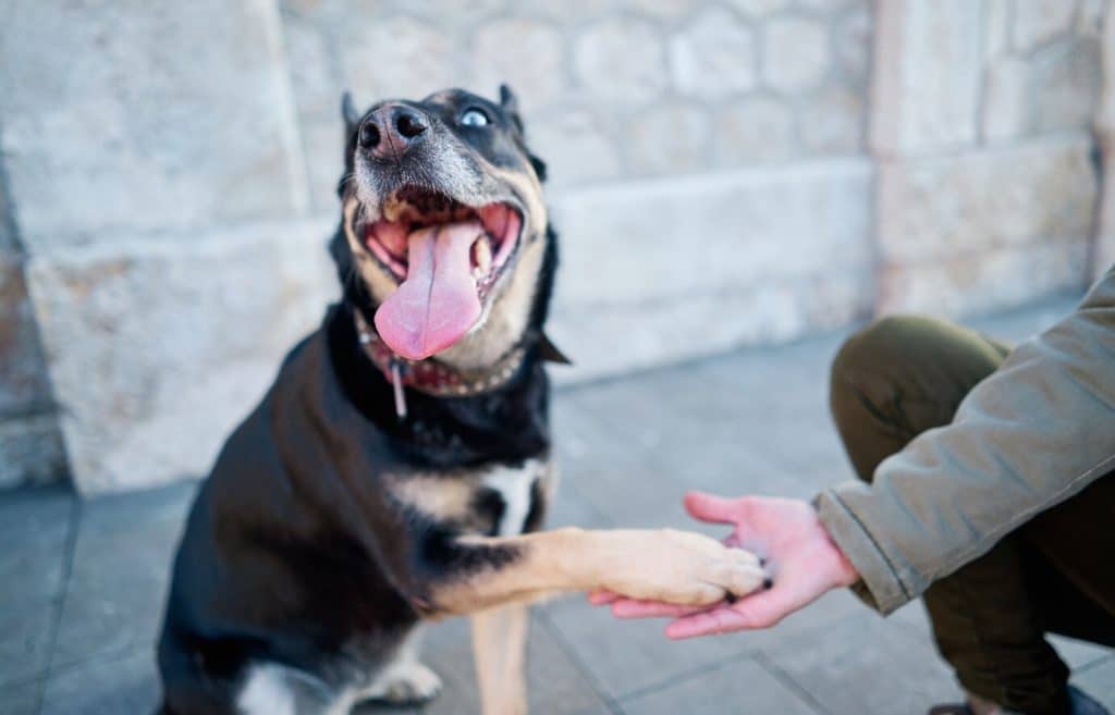 Cachorro sorrindo - Como adestrar seu cão em casa