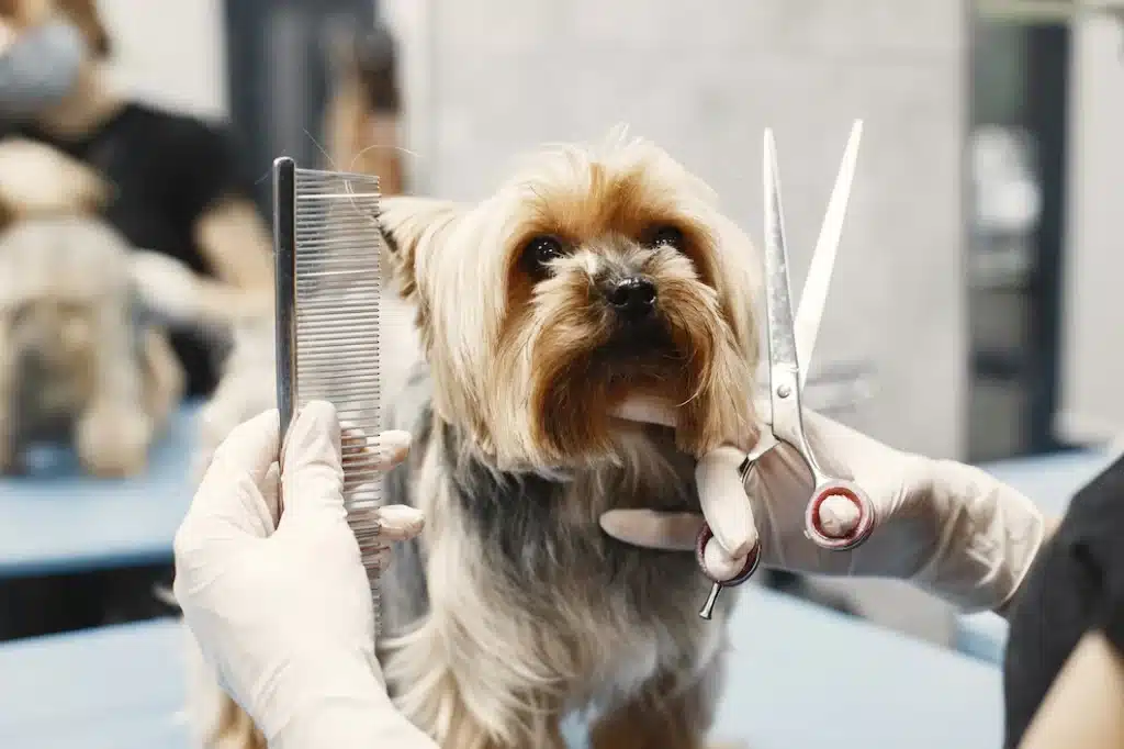 Tosa de cachorro - Franquias do mercado pet