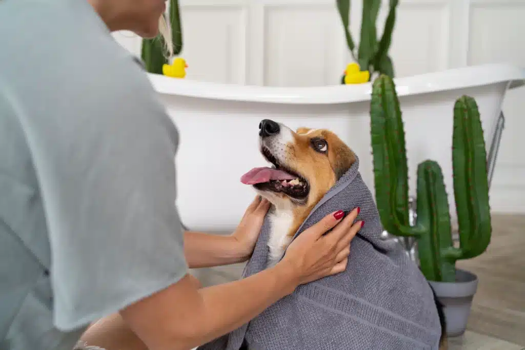 Cachorro de toalha - Ganhar dinheiro com banho e tosa a domicílio